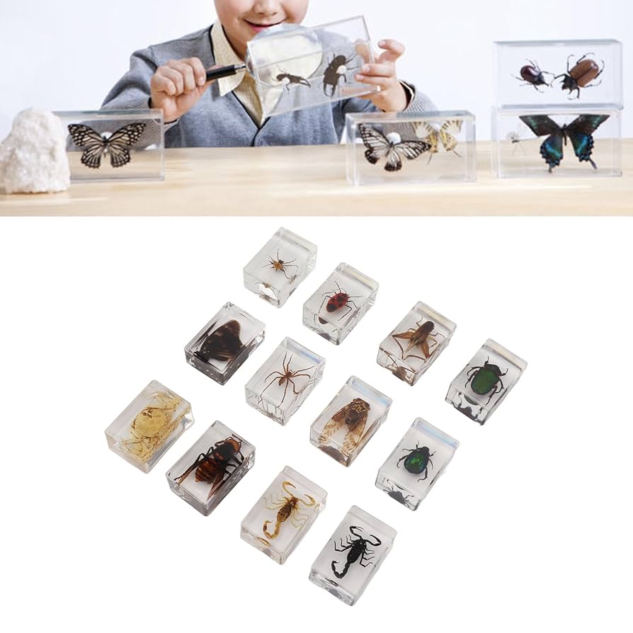 Amazon.co.jp: Jeffergarden昆虫標本 リアルな昆虫標本セット